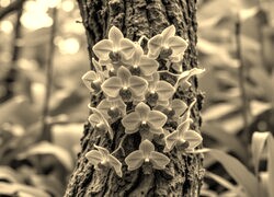 Szary + Sepia