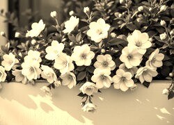 Szary + Sepia