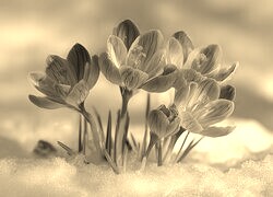 Szary + Sepia