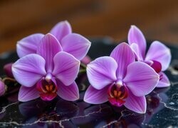 Oryginalny obrazek