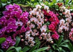 Oryginalny obrazek