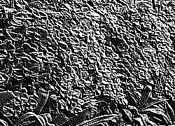 Skamielina