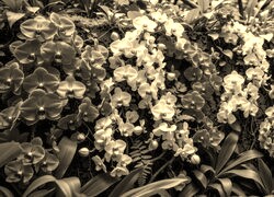 Szary + Sepia