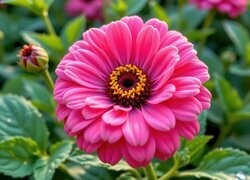 Oryginalny obrazek