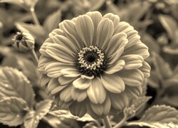 Sepia