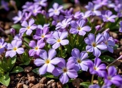 Oryginalny obrazek