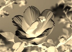 Sepia + Negatyw
