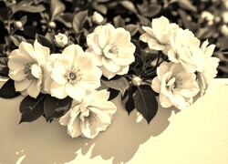 Szary + Sepia