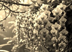 Szary + Sepia