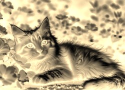 Sepia + Negatyw