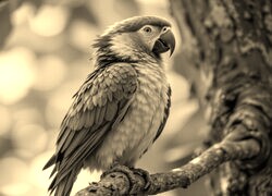 Sepia