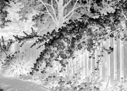 Szary + Negatyw