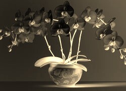 Sepia + Negatyw