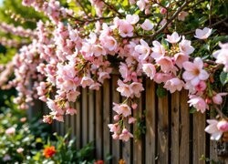 Oryginalny obrazek