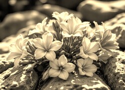 Szary + Sepia