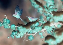 Negatyw