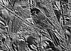 Skamielina