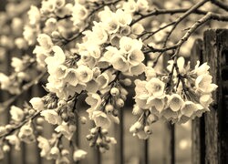 Szary + Sepia