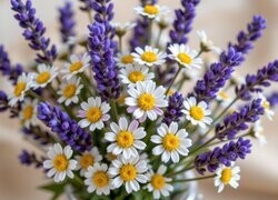 Oryginalny obrazek