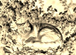 Sepia + Negatyw