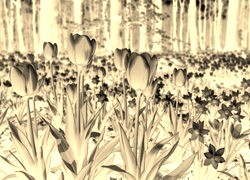 Sepia + Negatyw