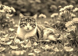 Szary + Sepia