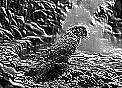 Skamielina