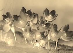 Sepia + Negatyw
