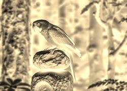Sepia + Negatyw