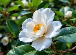 Oryginalny obrazek