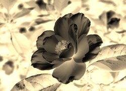 Sepia + Negatyw
