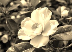 Sepia