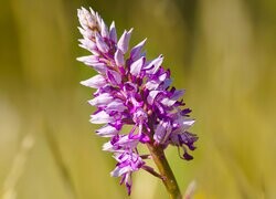 Oryginalny obrazek