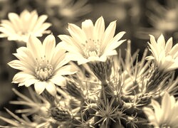 Szary + Sepia