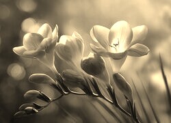 Szary + Sepia