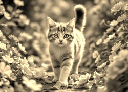 Szary + Sepia