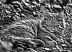 Skamielina