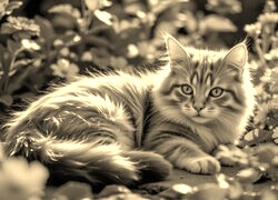 Szary + Sepia