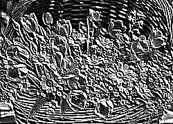 Skamielina