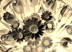 Sepia + Negatyw