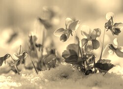 Szary + Sepia