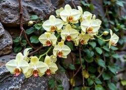 Oryginalny obrazek