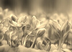Szary + Sepia