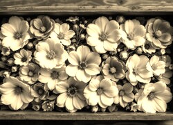 Szary + Sepia