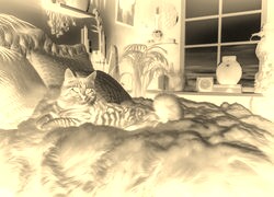 Sepia + Negatyw