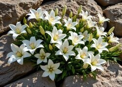 Oryginalny obrazek