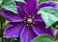 Oryginalny obrazek