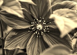 Sepia