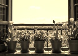 Szary + Sepia