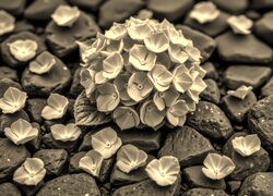 Szary + Sepia